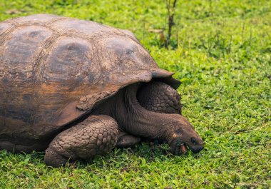 Galapagos Adaları - 22 Temmuz 2017: Dev kaplumbağa Santa Cruz