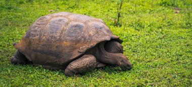 Galapagos Adaları - 22 Temmuz 2017: Dev kaplumbağa Santa Cruz