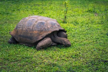 Galapagos Adaları - 22 Temmuz 2017: Dev kaplumbağa Santa Cruz