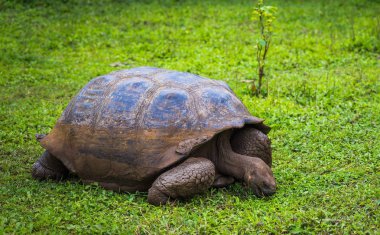 Galapagos Adaları - 22 Temmuz 2017: Dev kaplumbağa Santa Cruz