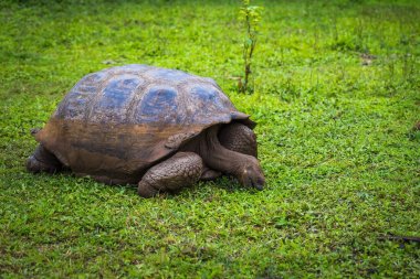 Galapagos Adaları - 22 Temmuz 2017: Dev kaplumbağa Santa Cruz