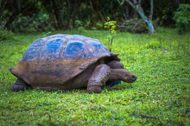 Galapagos Adaları - 22 Temmuz 2017: Dev kaplumbağa Santa Cruz