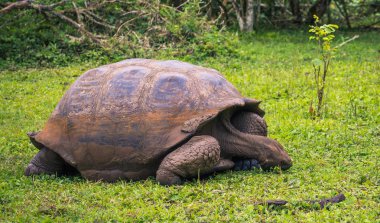 Galapagos Adaları - 22 Temmuz 2017: Dev kaplumbağa Santa Cruz