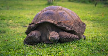 Galapagos Adaları - 22 Temmuz 2017: Dev kaplumbağa Santa Cruz