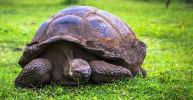 Galapagos Adaları - 22 Temmuz 2017: Dev kaplumbağa Santa Cruz