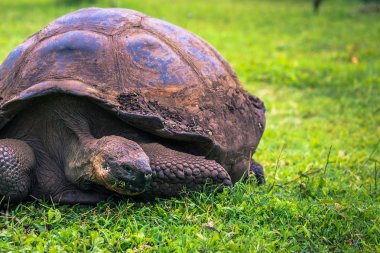 Galapagos Adaları - 22 Temmuz 2017: Dev kaplumbağa Santa Cruz