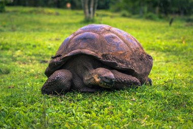 Galapagos Adaları - 22 Temmuz 2017: Santa Cruz Adası'nın El Chato yedekte dev kaplumbağa