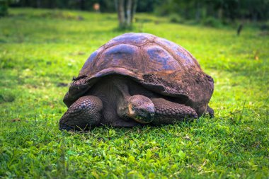 Galapagos Adaları - 22 Temmuz 2017: Santa Cruz Adası'nın El Chato yedekte dev kaplumbağa