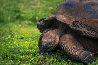 Galapagos Adaları - 22 Temmuz 2017: Santa Cruz Adası'nın El Chato yedekte dev kaplumbağa