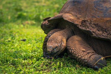 Galapagos Adaları - 22 Temmuz 2017: Santa Cruz Adası'nın El Chato yedekte dev kaplumbağa