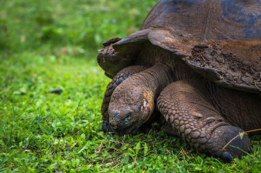 Galapagos Adaları - 22 Temmuz 2017: Santa Cruz Adası'nın El Chato yedekte dev kaplumbağa