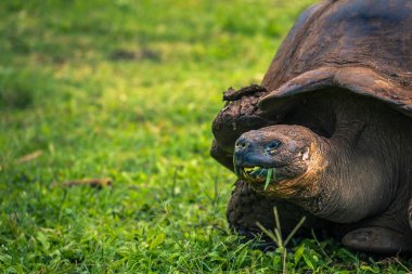 Galapagos Adaları - 22 Temmuz 2017: Santa Cruz Adası'nın El Chato yedekte dev kaplumbağa