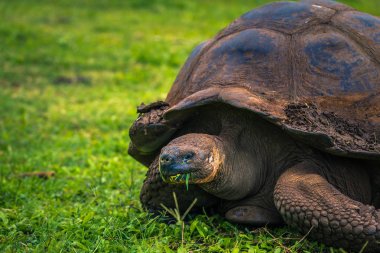 Galapagos Adaları - 22 Temmuz 2017: Dev kaplumbağa Santa Cruz