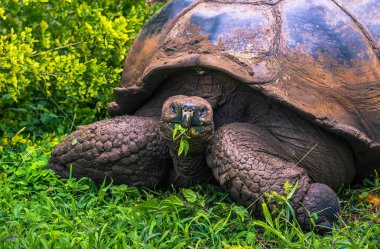 Galapagos Adaları - 22 Temmuz 2017: Dev kaplumbağa Santa Cruz
