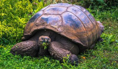 Galapagos Adaları - 22 Temmuz 2017: Santa Cruz Adası'nın El Chato yedekte dev kaplumbağa