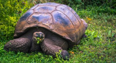 Galapagos Adaları - 22 Temmuz 2017: Santa Cruz Adası'nın El Chato yedekte dev kaplumbağa