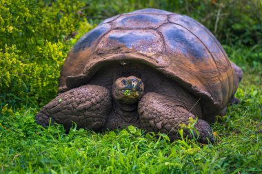 Galapagos Adaları - 22 Temmuz 2017: Santa Cruz Adası'nın El Chato yedekte dev kaplumbağa