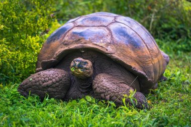 Galapagos Adaları - 22 Temmuz 2017: Santa Cruz Adası'nın El Chato yedekte dev kaplumbağa