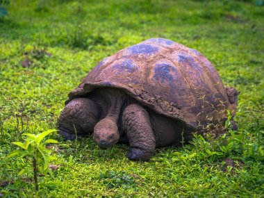 Galapagos Adaları - 22 Temmuz 2017: Santa Cruz Adası'nın El Chato yedekte dev kaplumbağa