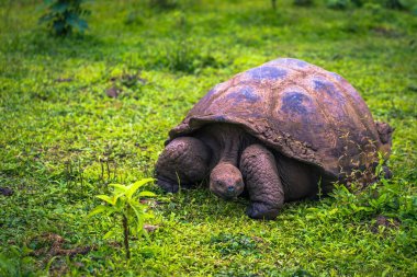 Galapagos Adaları - 22 Temmuz 2017: Santa Cruz Adası'nın El Chato yedekte dev kaplumbağa