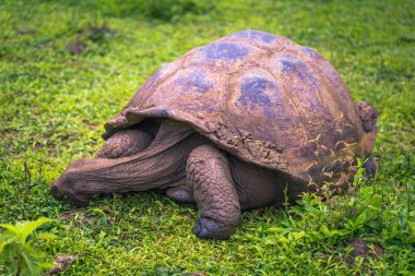 Galapagos Adaları - 22 Temmuz 2017: Santa Cruz Adası'nın El Chato yedekte dev kaplumbağa