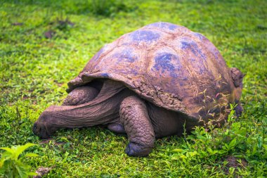 Galapagos Adaları - 22 Temmuz 2017: Santa Cruz Adası'nın El Chato yedekte dev kaplumbağa