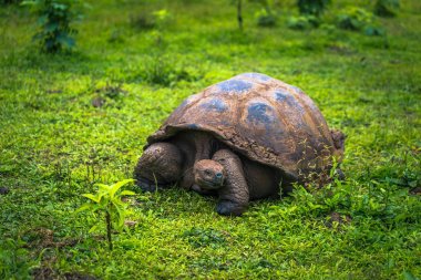 Galapagos Adaları - 22 Temmuz 2017: Santa Cruz Adası'nın El Chato yedekte dev kaplumbağa