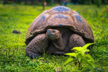 Galapagos Adaları - 22 Temmuz 2017: Santa Cruz Adası'nın El Chato yedekte dev kaplumbağa