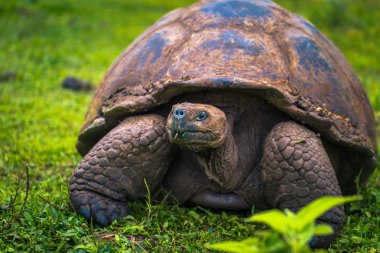 Galapagos Adaları - 22 Temmuz 2017: Santa Cruz Adası'nın El Chato yedekte dev kaplumbağa