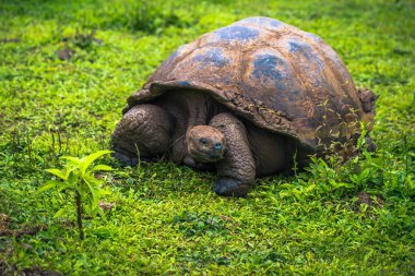 Galapagos Adaları - 22 Temmuz 2017: Santa Cruz Adası'nın El Chato yedekte dev kaplumbağa