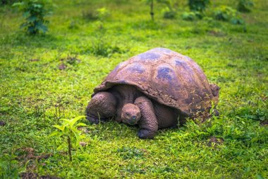 Galapagos Adaları - 22 Temmuz 2017: Santa Cruz Adası'nın El Chato yedekte dev kaplumbağa