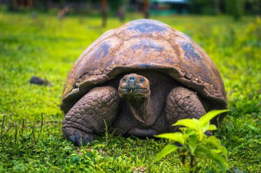 Galapagos Adaları - 22 Temmuz 2017: Santa Cruz Adası'nın El Chato yedekte dev kaplumbağa