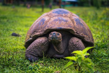 Galapagos Adaları - 22 Temmuz 2017: Santa Cruz Adası'nın El Chato yedekte dev kaplumbağa