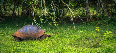 Galapagos Adaları - 22 Temmuz 2017: Santa Cruz Adası'nın El Chato yedekte dev kaplumbağa
