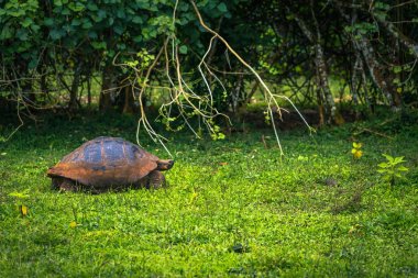Galapagos Adaları - 22 Temmuz 2017: Santa Cruz Adası'nın El Chato yedekte dev kaplumbağa