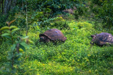 Galapagos Adaları - 22 Temmuz 2017: Santa Cruz Adası'nın El Chato yedekte dev kaplumbağa