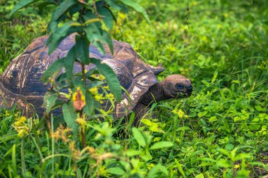 Galapagos Adaları - 22 Temmuz 2017: Santa Cruz Adası'nın El Chato yedekte dev kaplumbağa