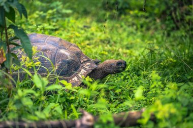 Galapagos Adaları - 22 Temmuz 2017: Santa Cruz Adası'nın El Chato yedekte dev kaplumbağa