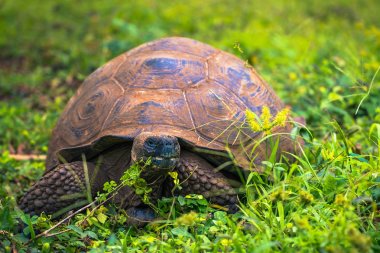 Galapagos Adaları - 22 Temmuz 2017: Santa Cruz Adası'nın El Chato yedekte dev kaplumbağa