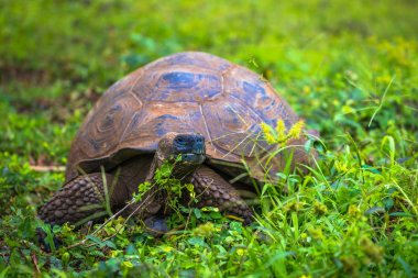 Galapagos Adaları - 22 Temmuz 2017: Santa Cruz Adası'nın El Chato yedekte dev kaplumbağa