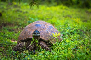 Galapagos Adaları - 22 Temmuz 2017: Santa Cruz Adası'nın El Chato yedekte dev kaplumbağa