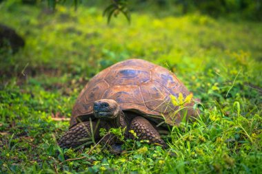 Galapagos Adaları - 22 Temmuz 2017: Santa Cruz Adası'nın El Chato yedekte dev kaplumbağa