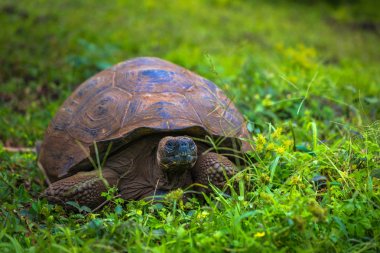 Galapagos Adaları - 22 Temmuz 2017: Santa Cruz Adası'nın El Chato yedekte dev kaplumbağa