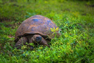 Galapagos Adaları - 22 Temmuz 2017: Santa Cruz Adası'nın El Chato yedekte dev kaplumbağa