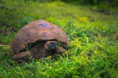Galapagos Adaları - 22 Temmuz 2017: Santa Cruz Adası'nın El Chato yedekte dev kaplumbağa