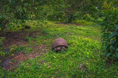 Galapagos Adaları - 22 Temmuz 2017: Santa Cruz Adası'nın El Chato yedekte dev kaplumbağa