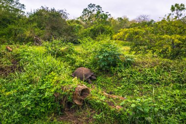 Galapagos Adaları - 22 Temmuz 2017: Santa Cruz Adası'nın El Chato yedekte dev kaplumbağa