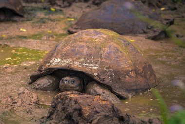 Galapagos Adaları - 22 Temmuz 2017: Dev kaplumbağa Santa Cruz