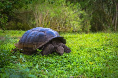 Galapagos Adaları - 22 Temmuz 2017: Santa Cruz Adası'nın El Chato yedekte dev kaplumbağa