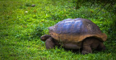 Galapagos Adaları - 22 Temmuz 2017: Santa Cruz Adası'nın El Chato yedekte dev kaplumbağa